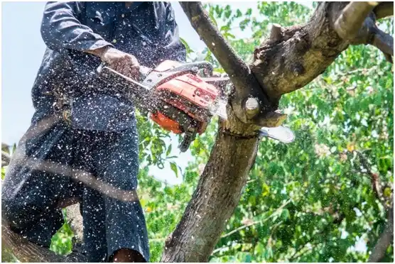 tree services Wauhillau